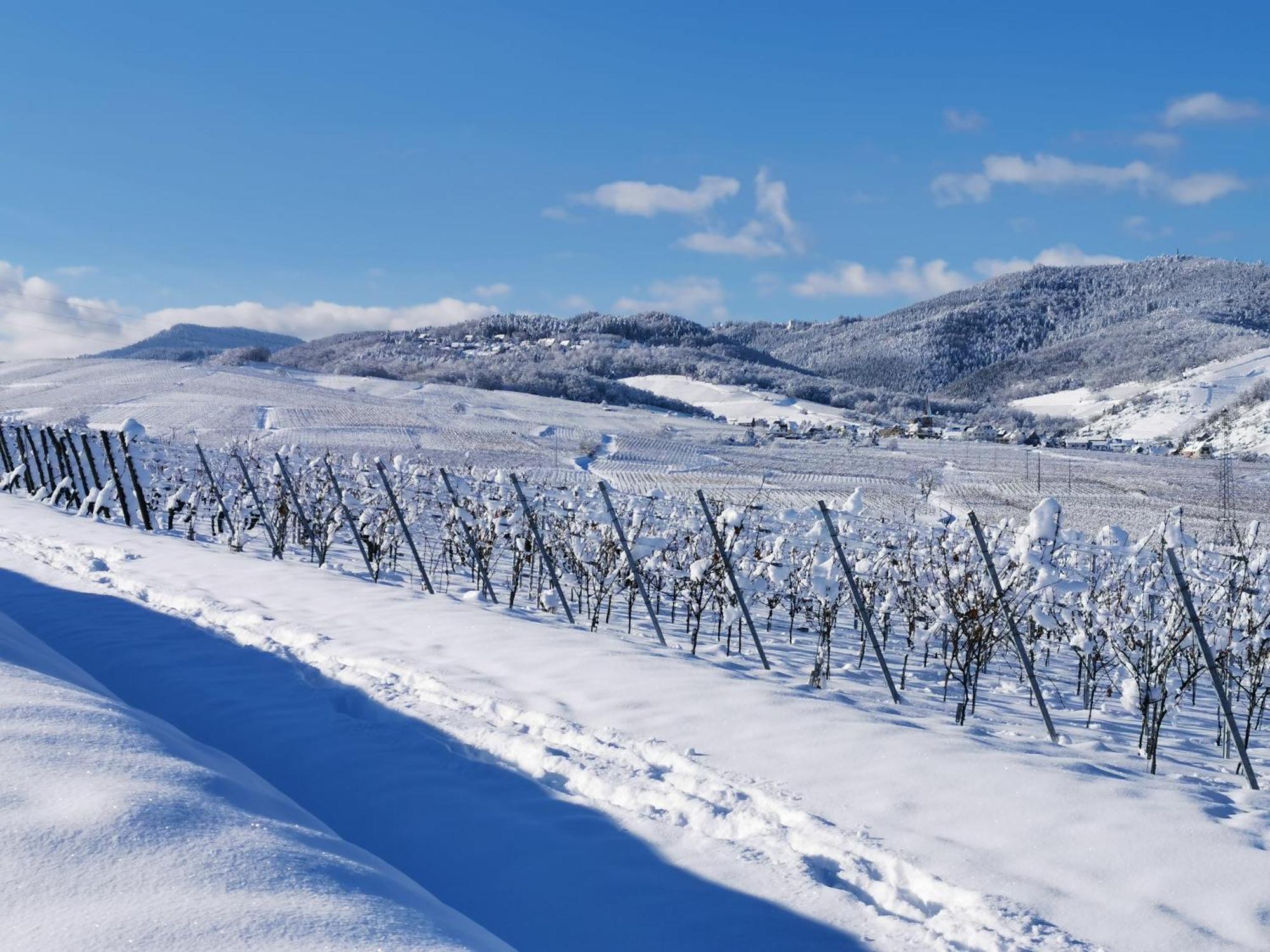 Entre Ville Et Vignes - Gite Classe 3 Etoiles Ingersheim Esterno foto