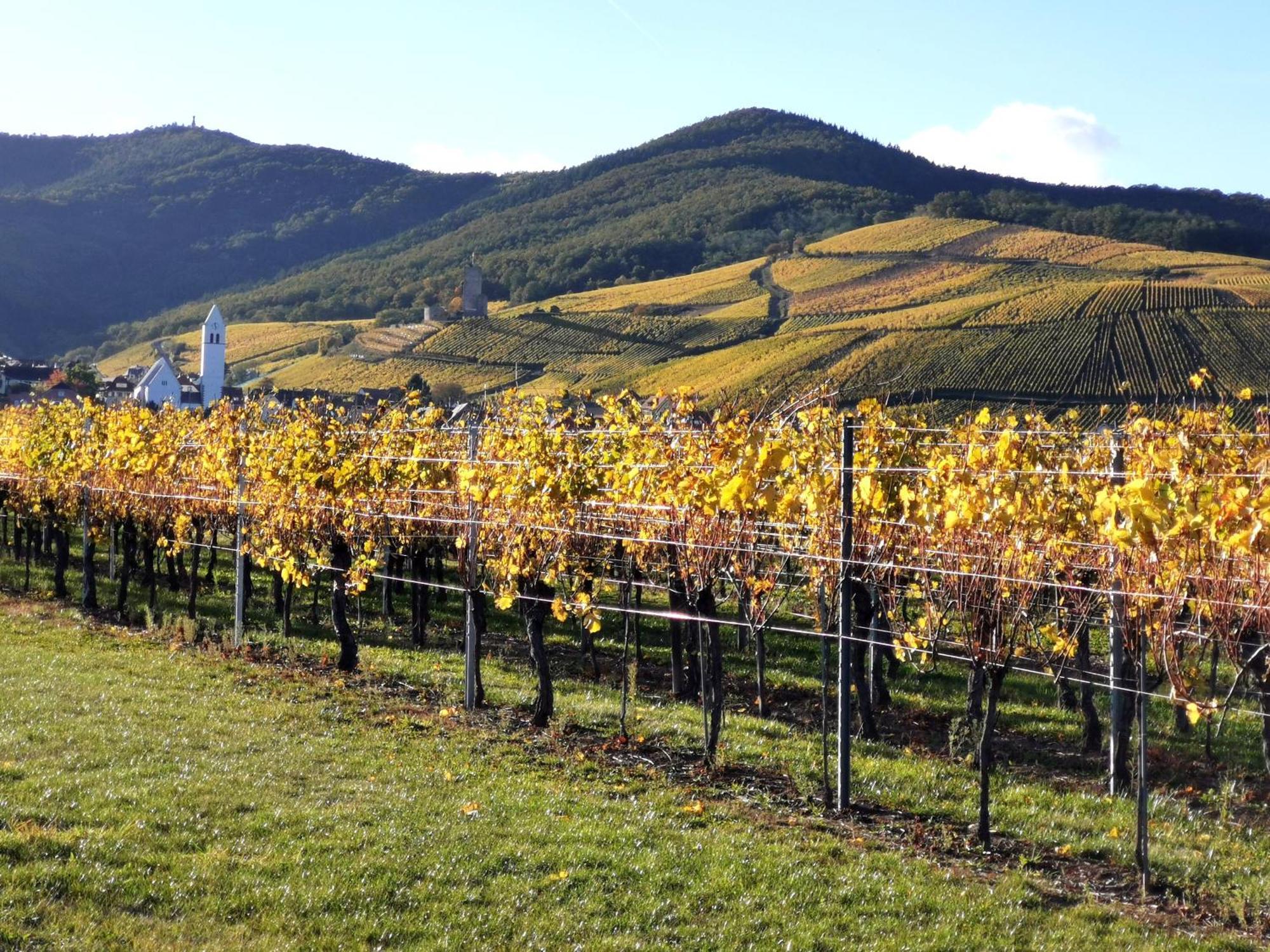 Entre Ville Et Vignes - Gite Classe 3 Etoiles Ingersheim Esterno foto